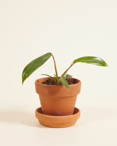 Baby Philodendron Baumfreund Joepii 