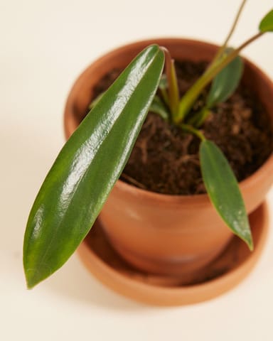 Baby Philodendron Baumfreund Joepii 