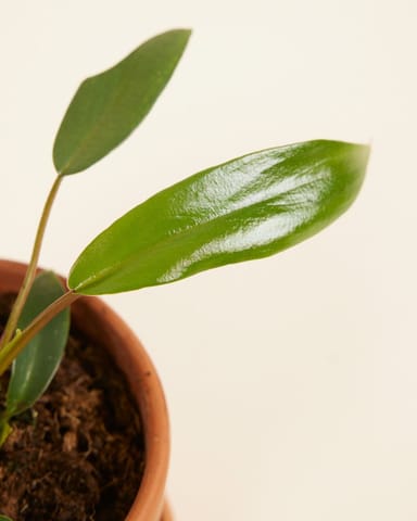 Baby Philodendron Baumfreund Joepii 