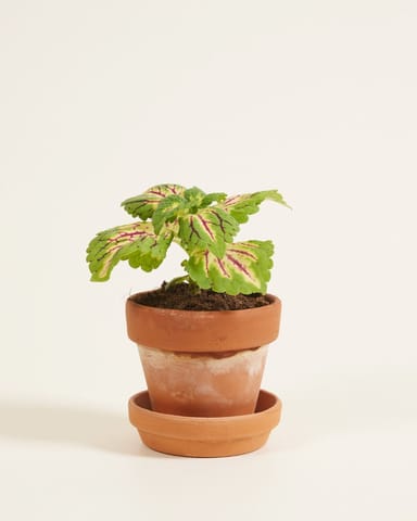 Baby Coleus Spurflower Spacecake 
