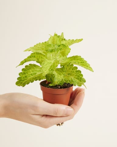 Baby Coleus Spurflower MS River Walk 