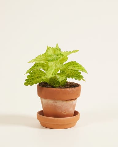 Baby Coleus Spurflower MS River Walk 