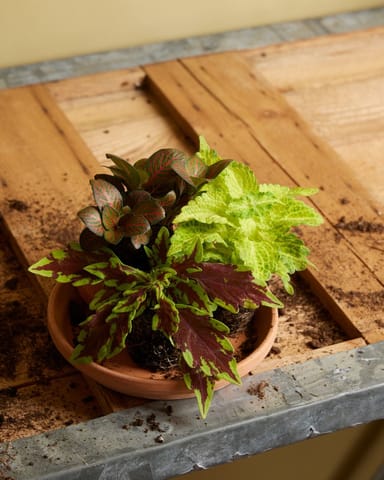 Baby Coleus Spurflower MS River Walk 