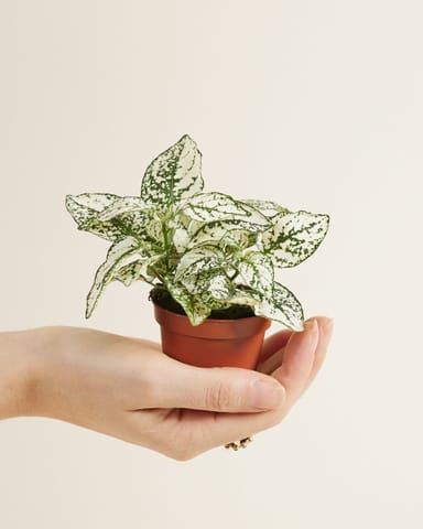 Baby Hypoestes Phyllostachya White 