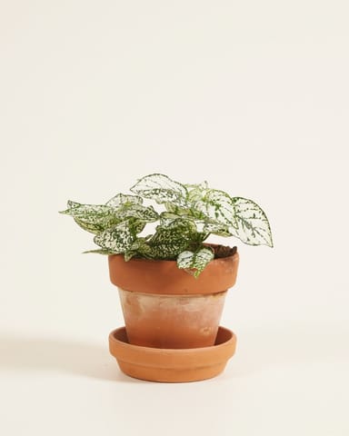 Baby Hypoestes Phyllostachya White 