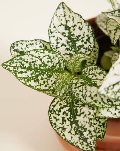 Baby Hypoestes Phyllostachya White 