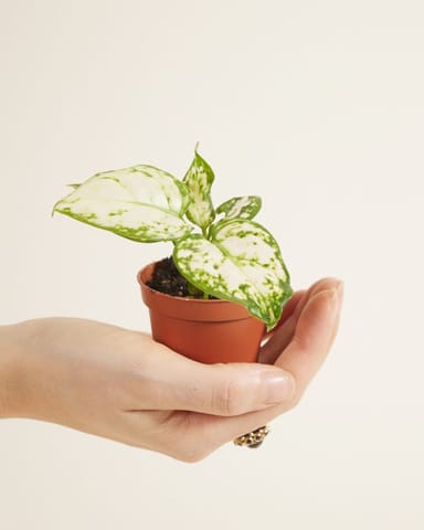Baby Aglaonema Kolbenfaden Snowflake