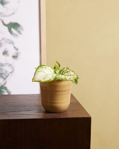 Baby Aglaonema Kolbenfaden Snowflake