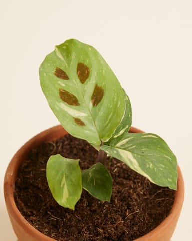 Baby Maranta Gebetspflanze Kerchoveana variegata