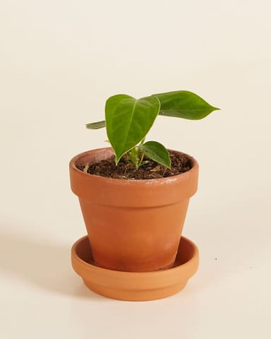Baby Anthurium King Anthurium  Veitchii