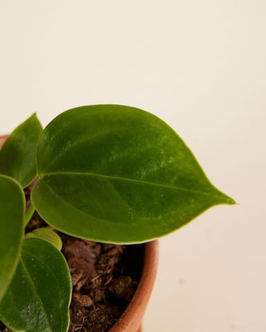 Baby Anthurium King Anthurium  Veitchii