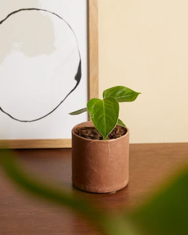 Baby Anthurium King Anthurium  Veitchii