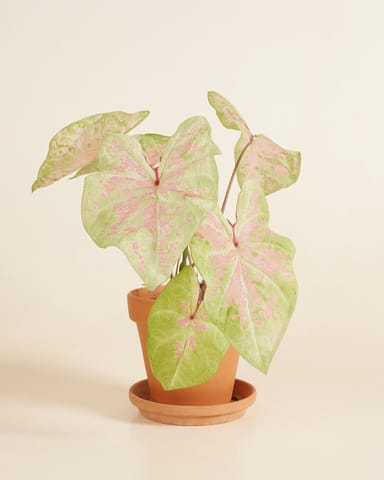 Baby Caladium Kaladie Caladium Tuber - Seafoam Pink