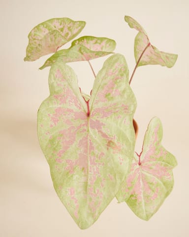 Baby Caladium Kaladie Caladium Tuber - Seafoam Pink