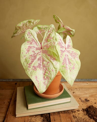 Baby Caladium Kaladie Caladium Tuber - Seafoam Pink