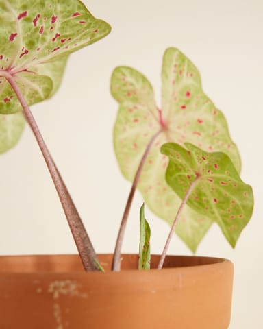 Baby Caladium Kaladie Caladium Tuber - Miss Muffet