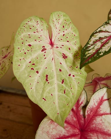 Baby Caladium Kaladie Caladium Tuber - Miss Muffet