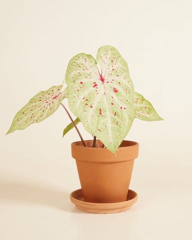 Baby Caladium Kaladie Caladium Tuber - Miss Muffet
