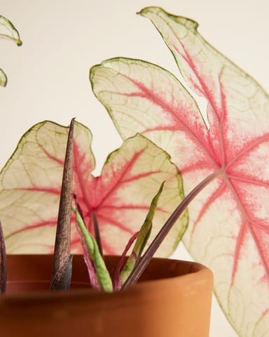Baby Caladium Kaladie Caladium Tuber - Fiesta