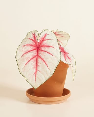 Baby Caladium Kaladie Caladium Tuber - Fiesta