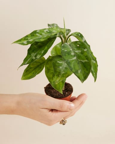 Baby Aglaonema Kolbenfaden Tricolor 