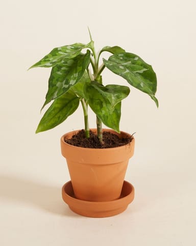 Baby Aglaonema Kolbenfaden Tricolor 