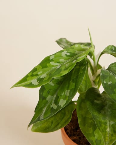 Baby Aglaonema Kolbenfaden Tricolor 