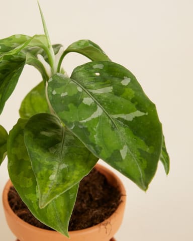 Baby Aglaonema Kolbenfaden Tricolor 
