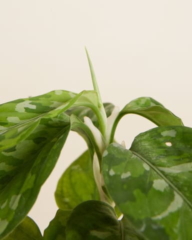 Baby Aglaonema Kolbenfaden Tricolor 