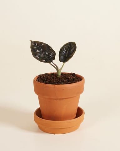 Baby Alocasia Elefantenohr Infernalis 