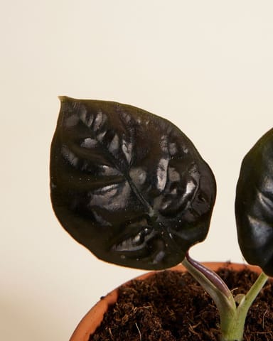 Baby Alocasia Elefantenohr Infernalis 
