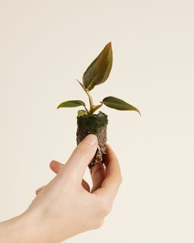 Baby Philodendron Baumfreund Gigas 