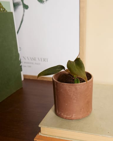 Baby Philodendron Baumfreund Gigas 