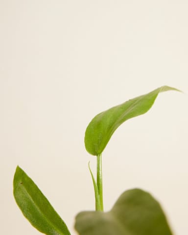 Baby Philodendron Baumfreund Radiatum 