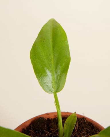 Baby Philodendron Baumfreund Radiatum 