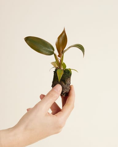 Baby Philodendron Baumfreund Florida Bronze