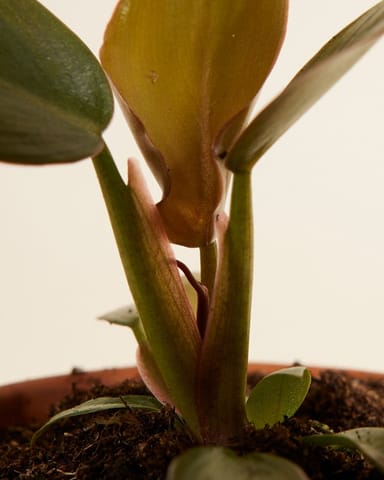 Baby Philodendron Baumfreund Florida Bronze