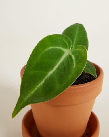 Baby Anthurium Magnificum 
