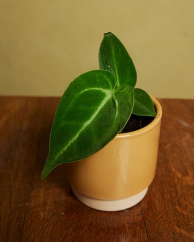 Baby Anthurium Magnificum 