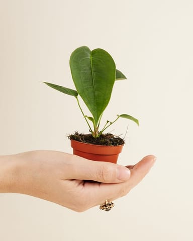 Baby Anthurium Peltigerum 