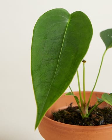 Baby Anthurium Peltigerum 