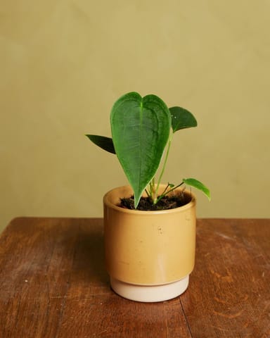 Baby Anthurium Peltigerum 