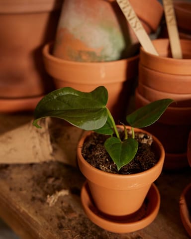 Baby Anthurium Queen of Hearts