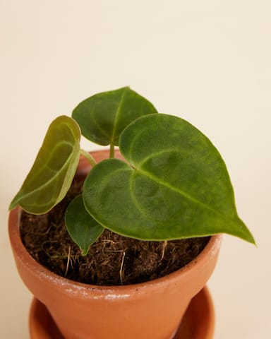 Baby Anthurium Clarinervium 