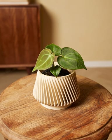 Baby Anthurium Clarinervium 