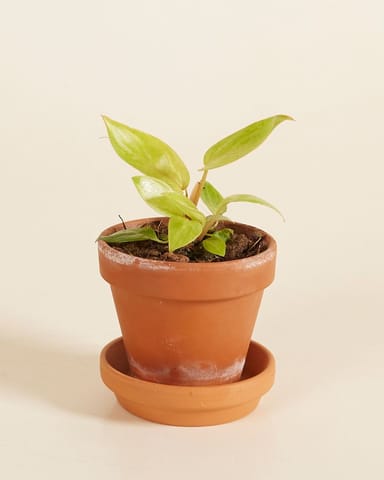 Baby Philodendron Baumfreund Painted Lady