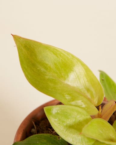 Baby Philodendron Baumfreund Painted Lady