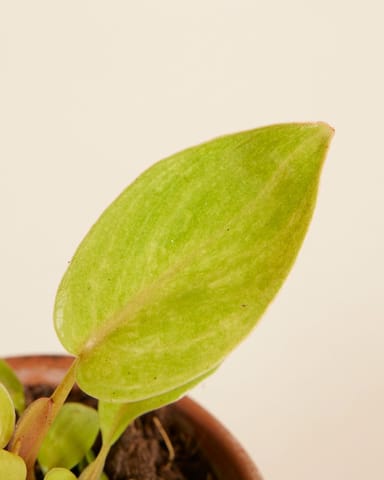 Baby Philodendron Baumfreund Painted Lady