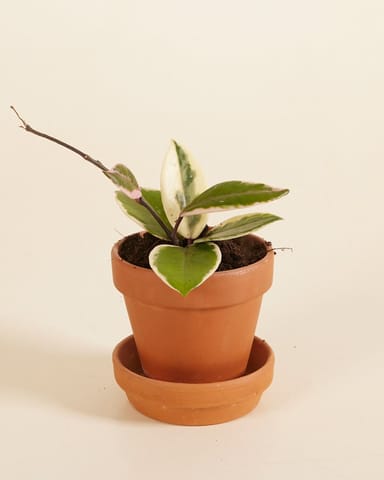 Baby Hoya Wachsblume Flamingo Dream 'Star of Java'