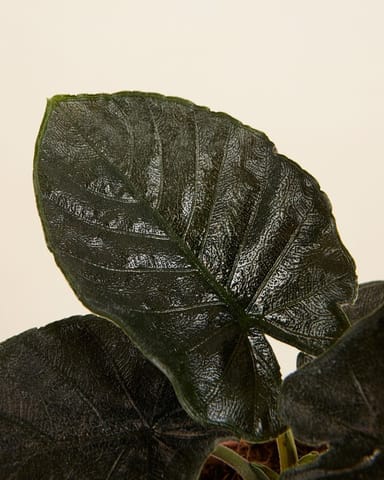 Baby Alocasia Elefantenohr Antoro Velvet